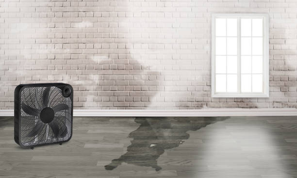 Best Local water damage restoration  in Denton, NC